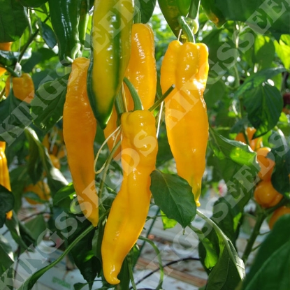 Picture of Pepper Sweet Point Yellow F1